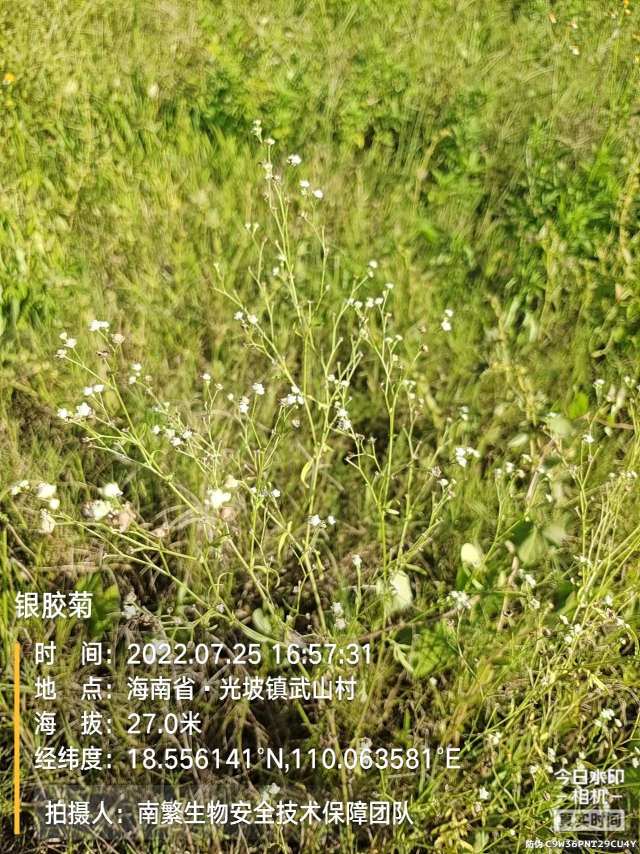 银胶菊