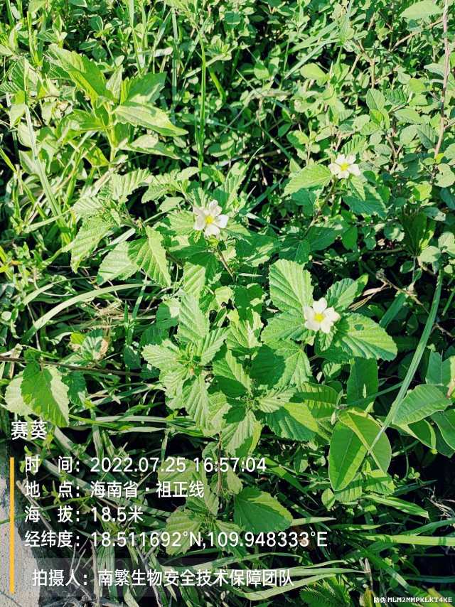 赛葵