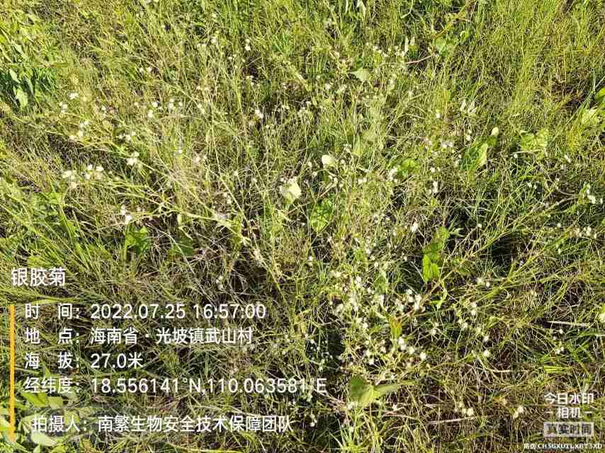 银胶菊