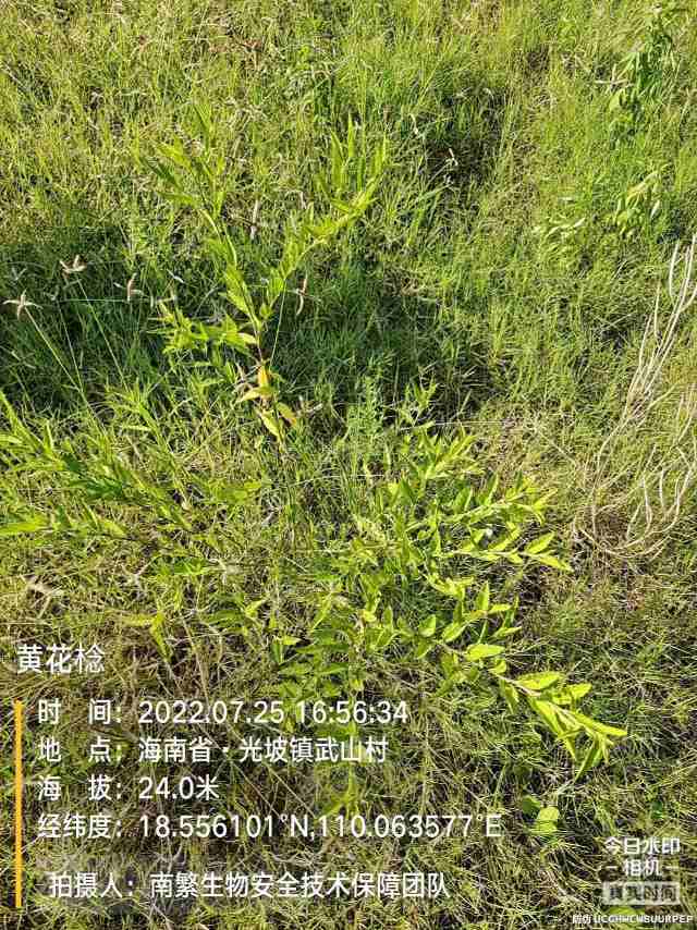黄花棯