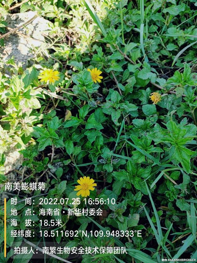 南美蟛蜞菊