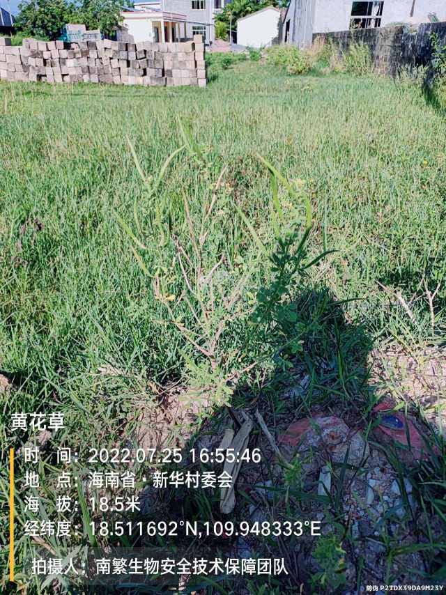黄花草