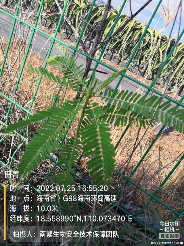 田菁