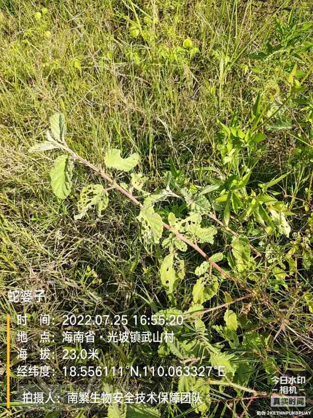 蛇婆子