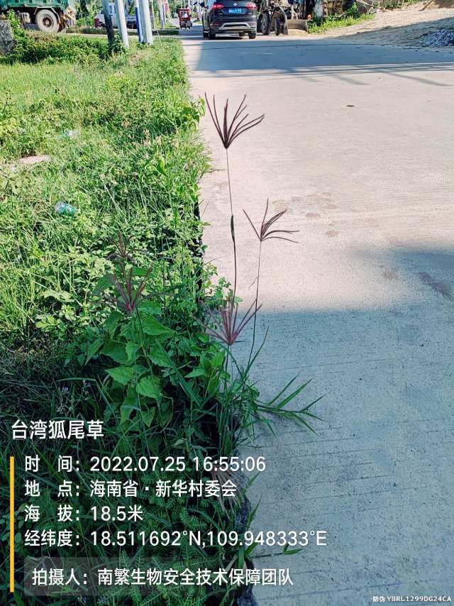 台湾狐尾草