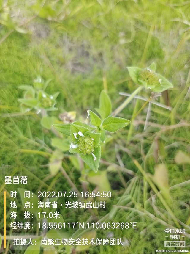 墨苜蓿