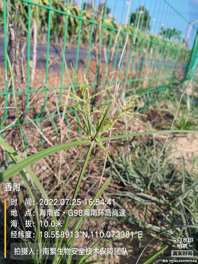 香附