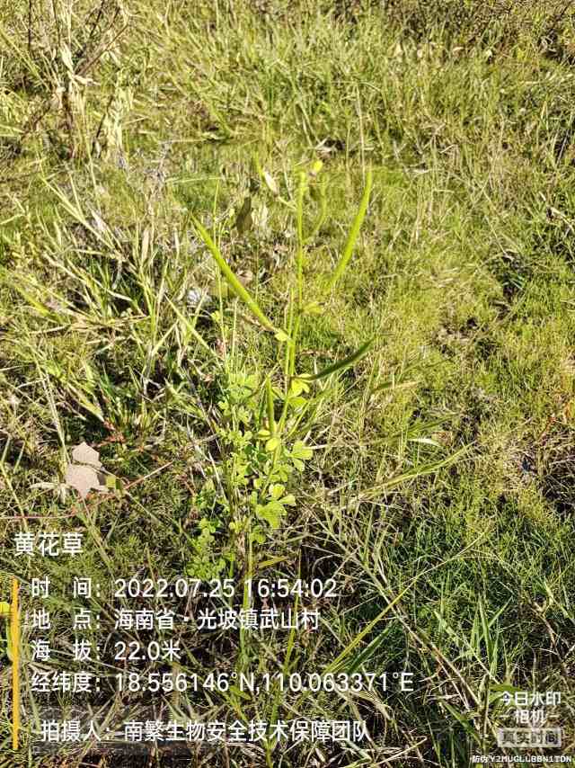 黄花草