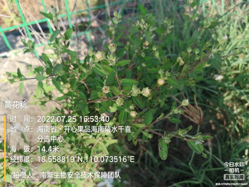 黄花稔