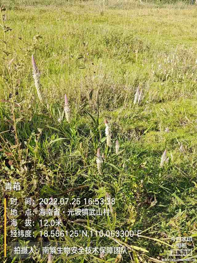 青葙