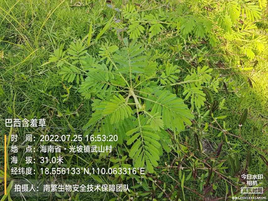 巴西含羞草
