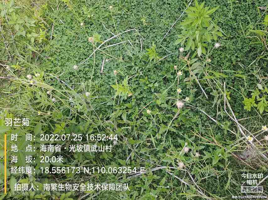 羽芒菊