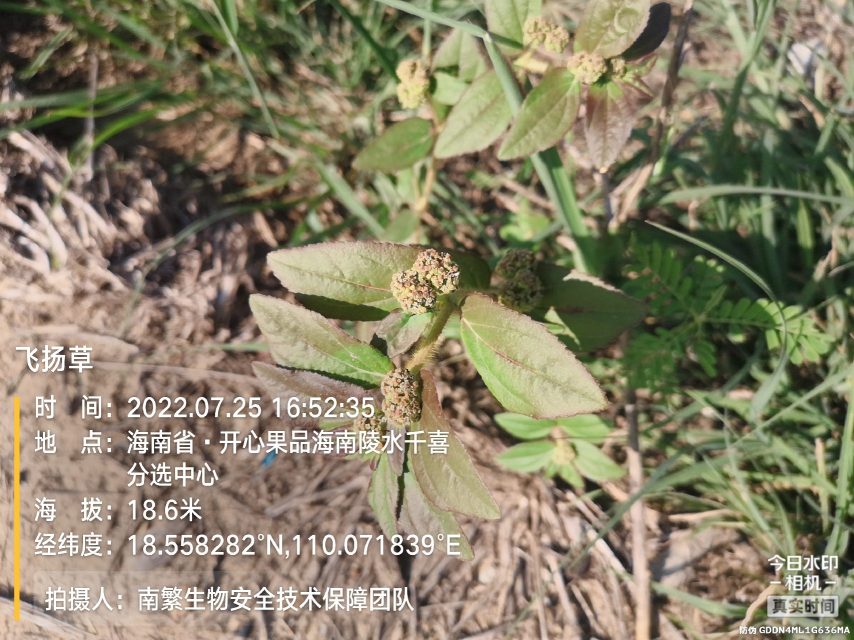 飞扬草