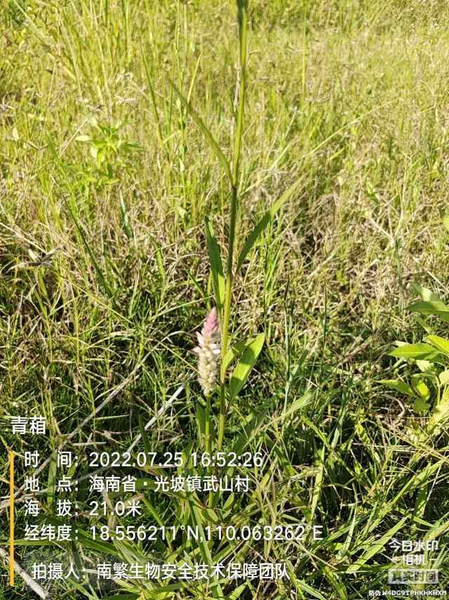 青葙