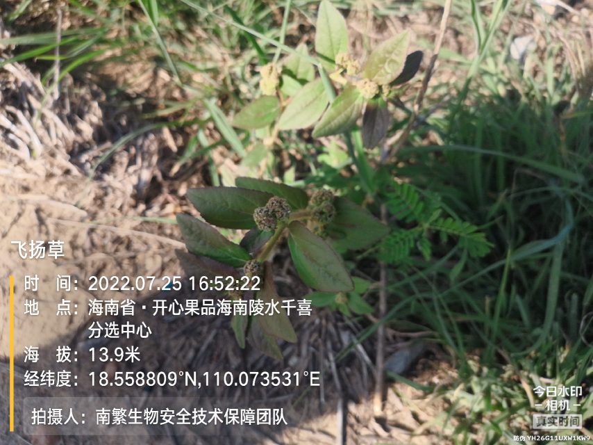飞扬草