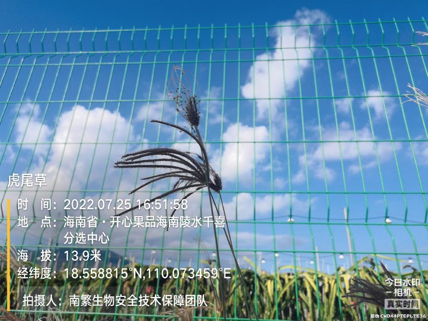 虎尾草