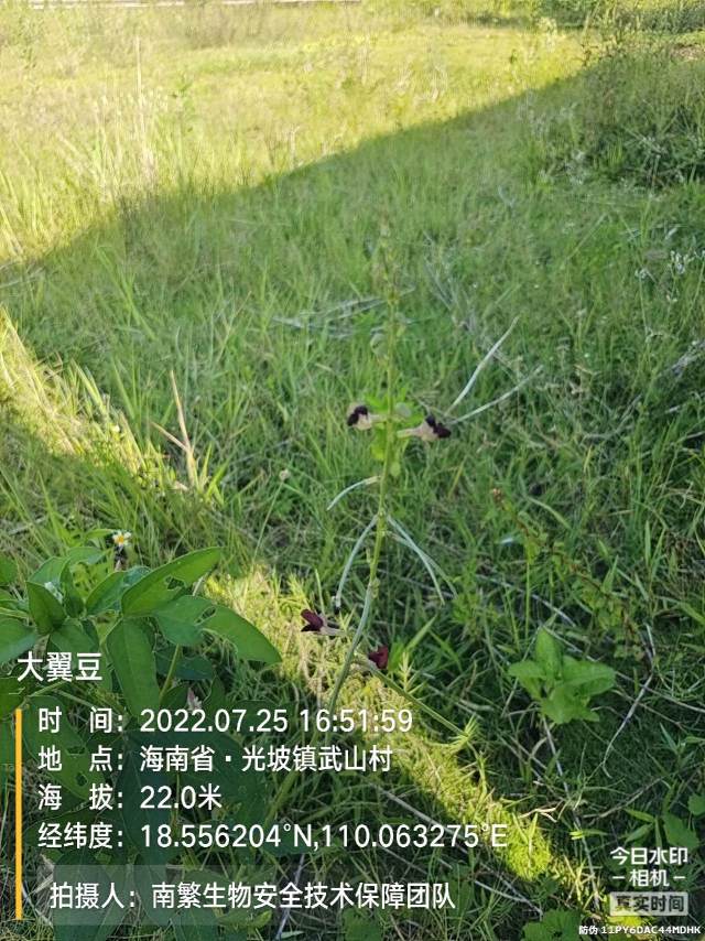 大翼豆
