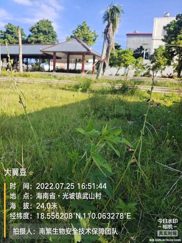 大翼豆