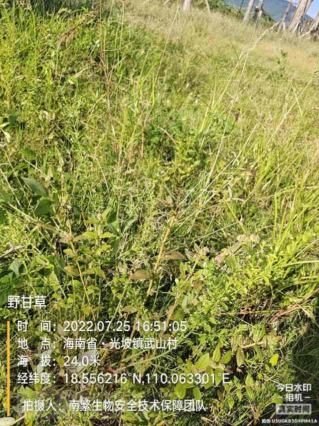 野甘草