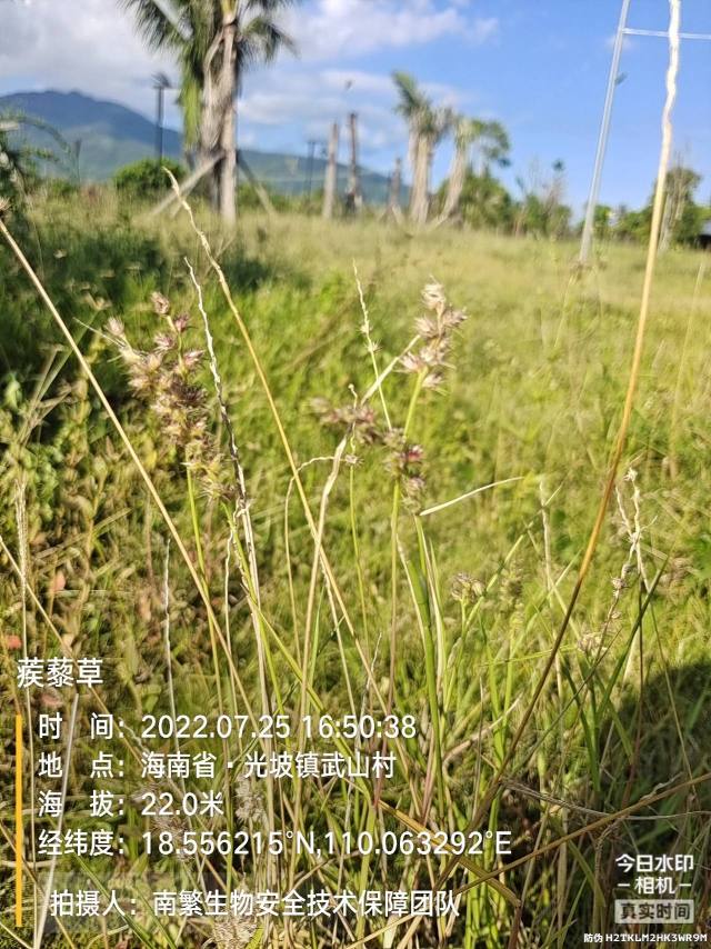蒺藜草