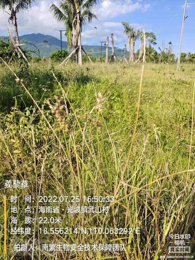 蒺藜草