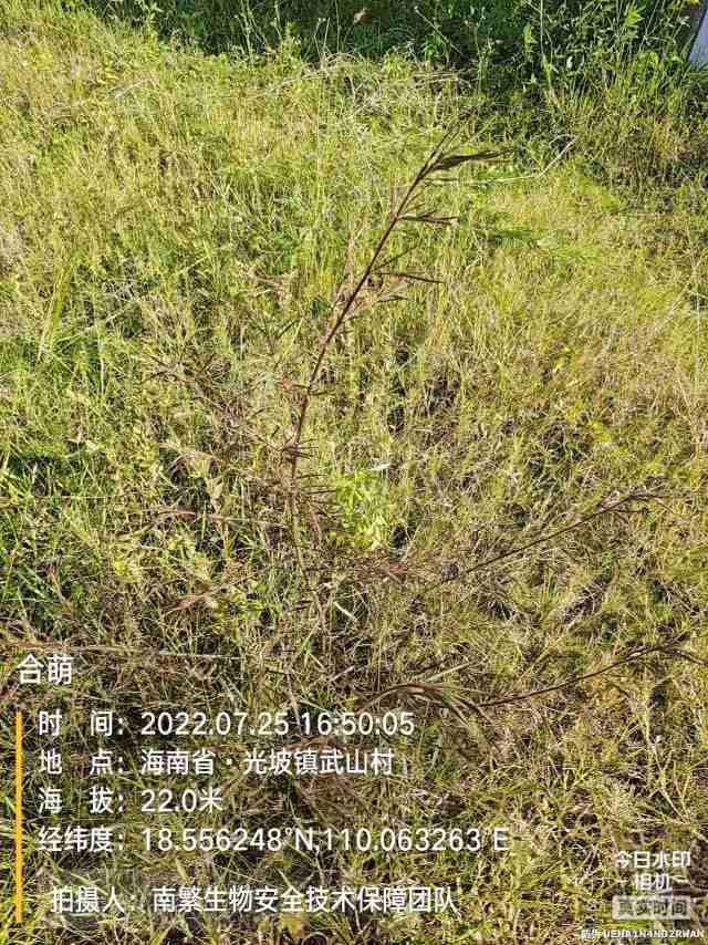 合萌