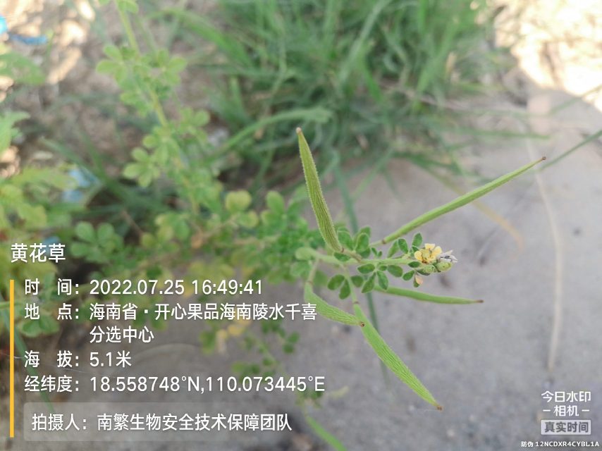 黄花草