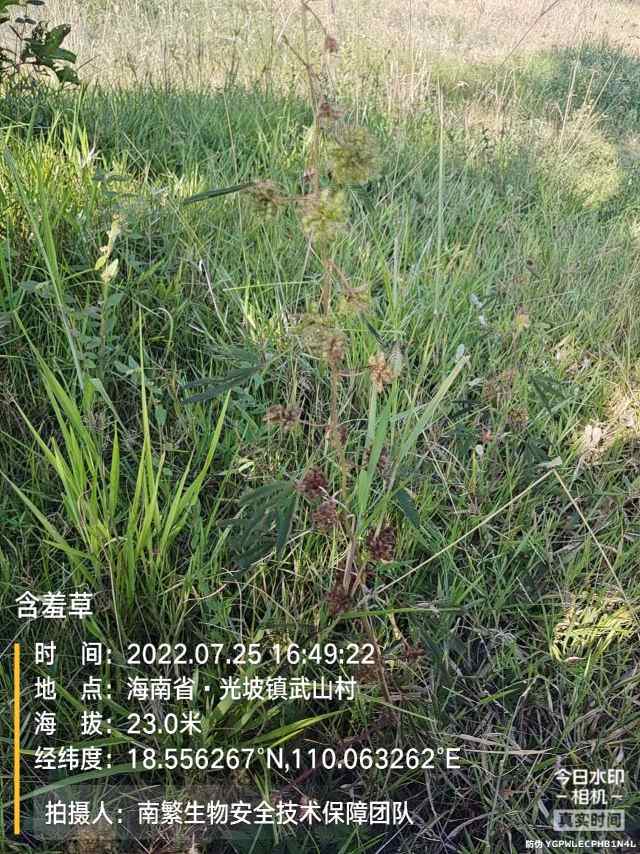 含羞草