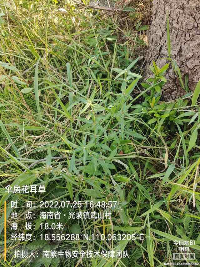 伞房花耳草