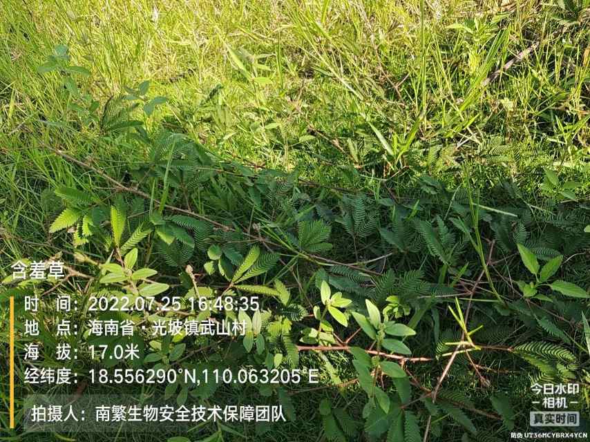 含羞草