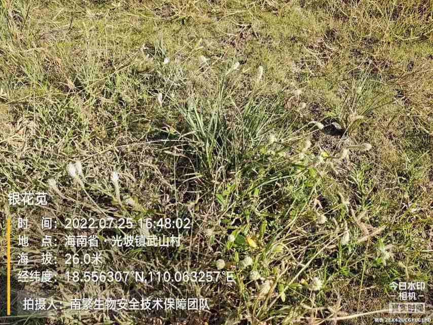 银花苋