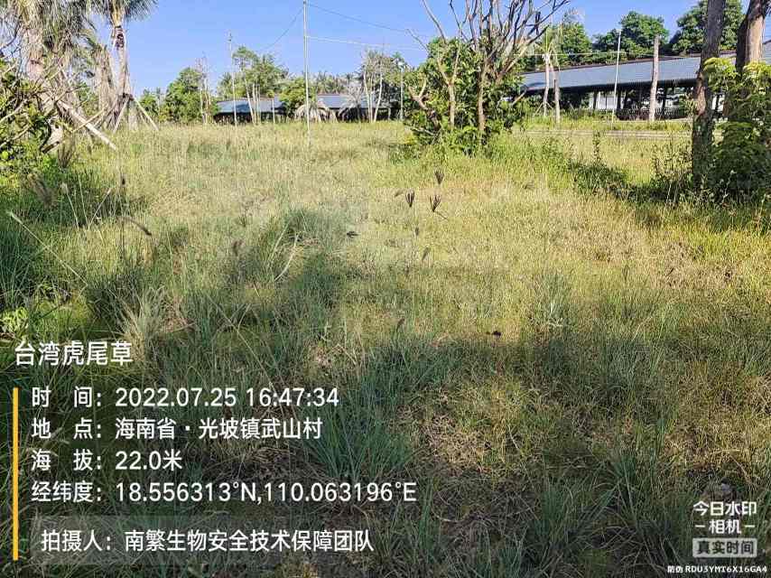台湾虎尾草