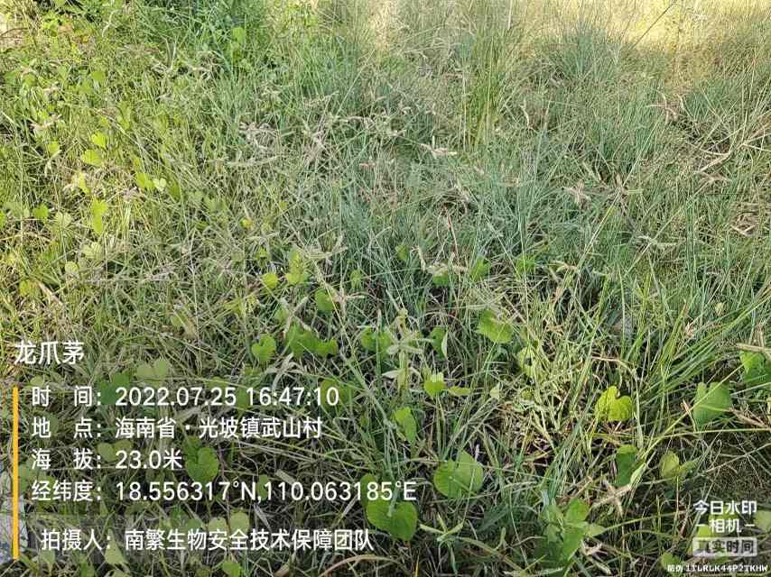 龙爪茅