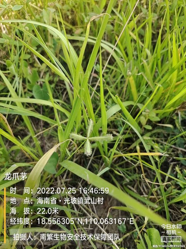 龙爪茅
