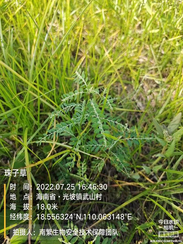 珠子草