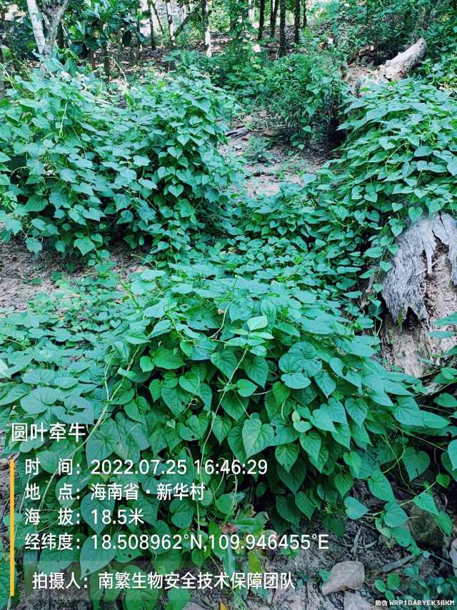 圆叶牵牛