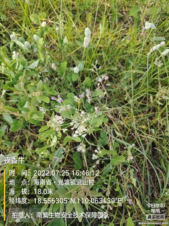 夜香牛