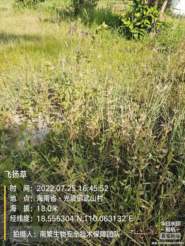 飞扬草