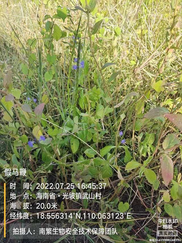 假马鞭