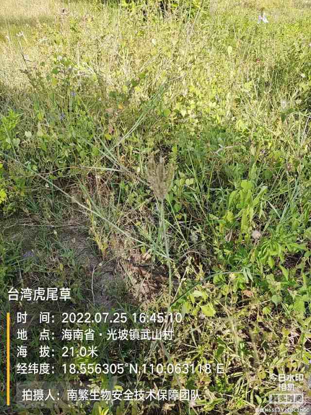 台湾虎尾草