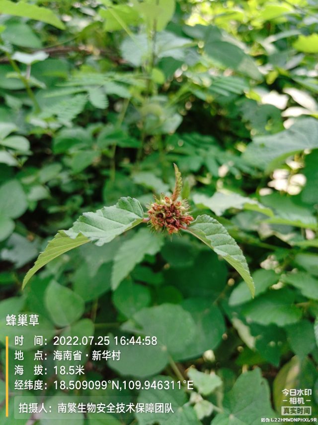 蜂巢草