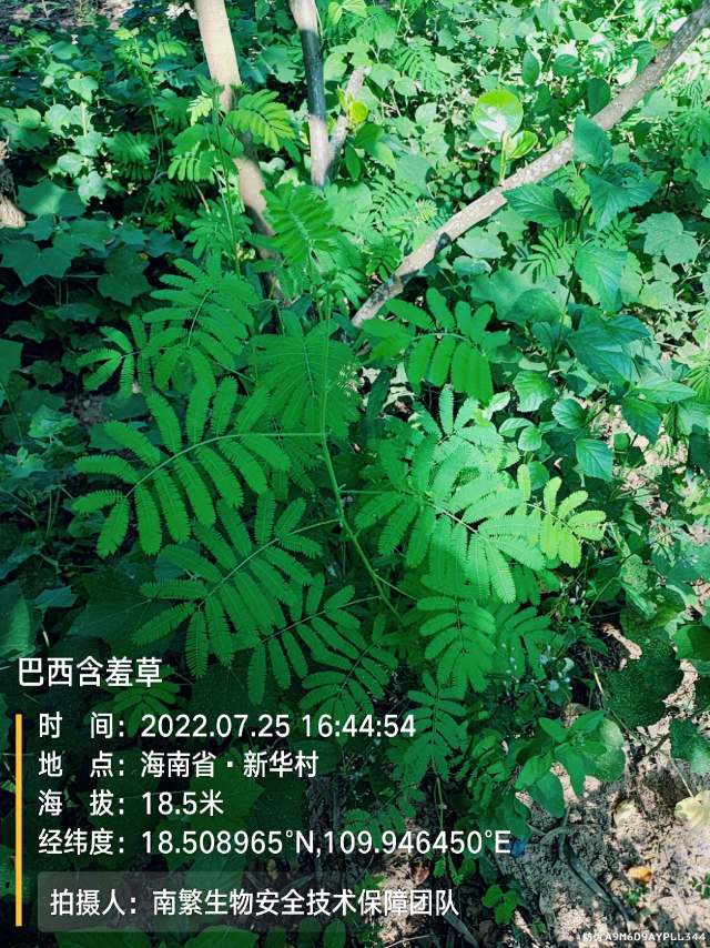 巴西含羞草