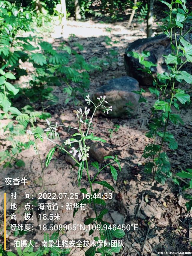 夜香牛