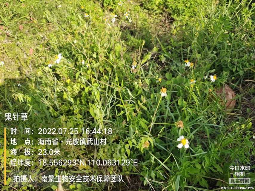 鬼针草