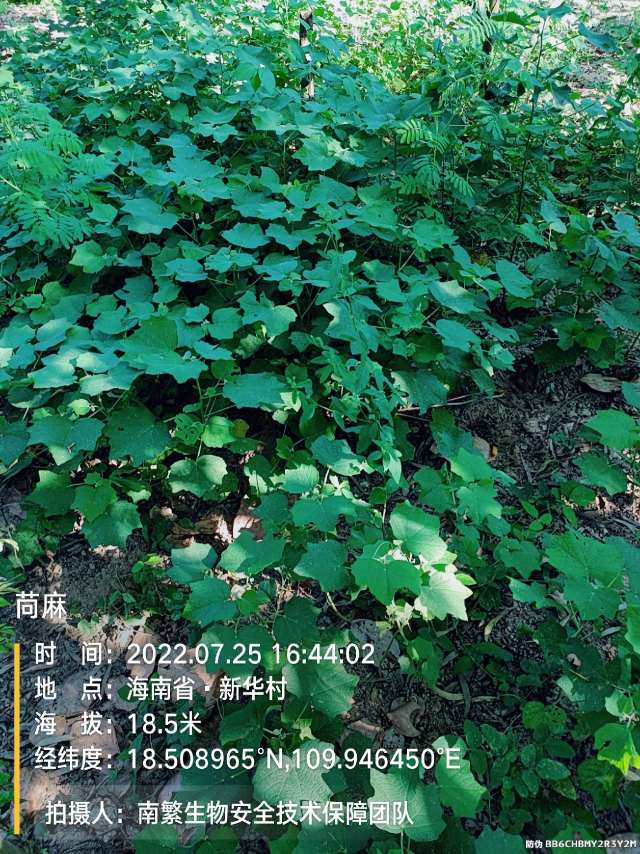 苘麻