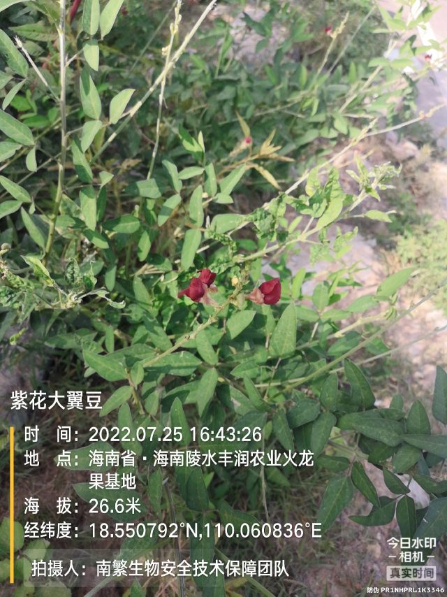 紫花大翼豆