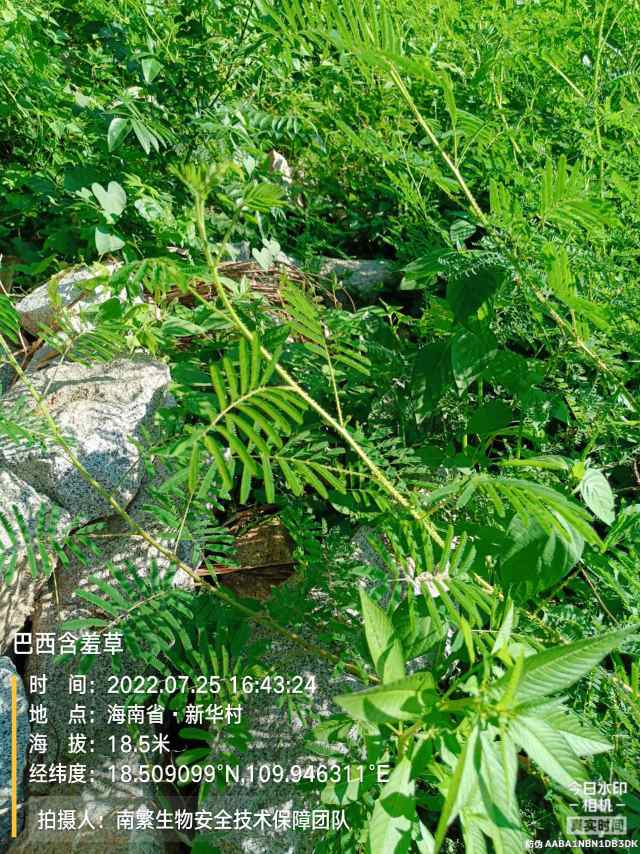 巴西含羞草