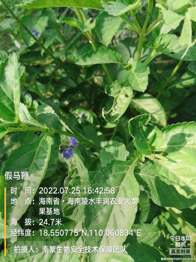 假马鞭
