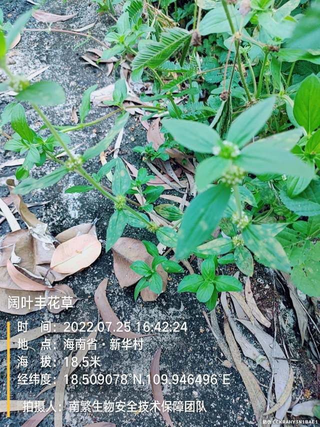 阔叶丰花草