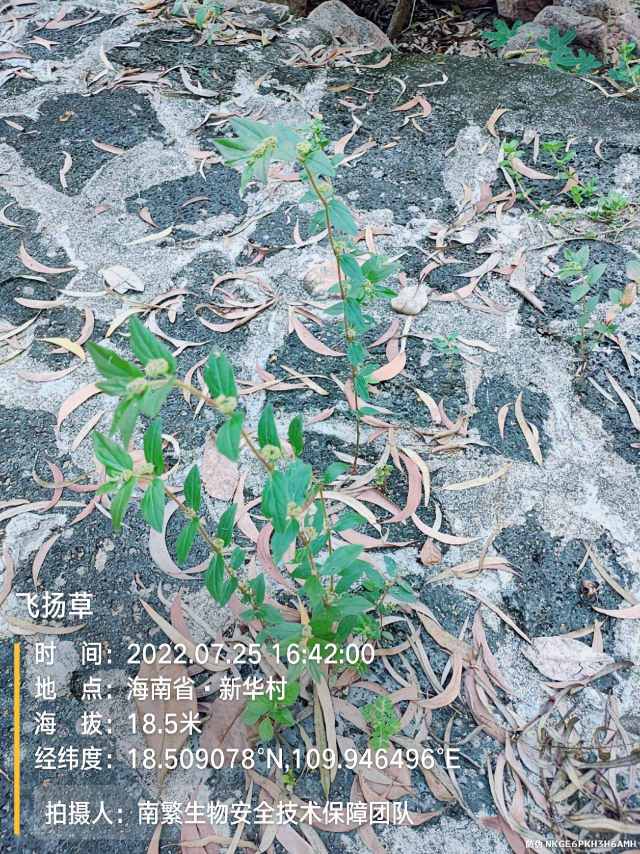 飞扬草